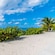 A beach with a group of plants in The Bahamas